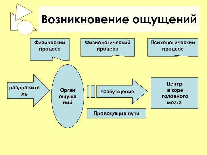 Возникновение ощущений Орган ощущений Центр в коре головного мозга возбуждение