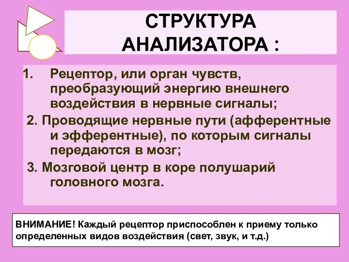 СТРУКТУРА АНАЛИЗАТОРА : Рецептор, или орган чувств, преобразующий энергию внешнего