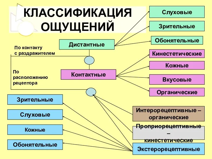 КЛАССИФИКАЦИЯ ОЩУЩЕНИЙ Слуховые Кожные Интерорецептивные – органические Проприорецептивные – кинестетические