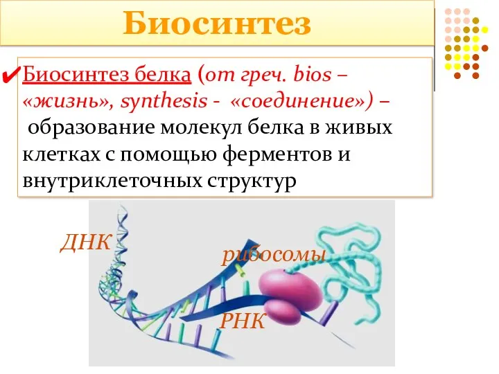 Биосинтез Биосинтез белка (от греч. bios – «жизнь», synthesis -