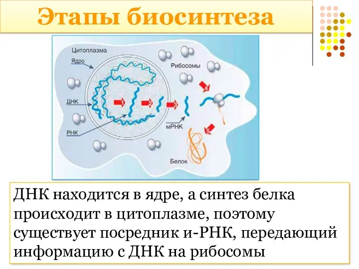 Этапы биосинтеза ДНК находится в ядре, а синтез белка происходит