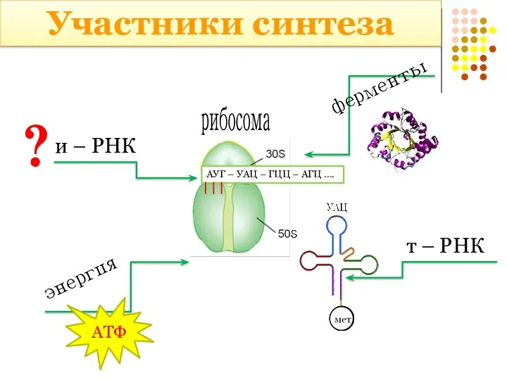 Участники синтеза рибосома АУГ – УАЦ – ГЦЦ – АГЦ