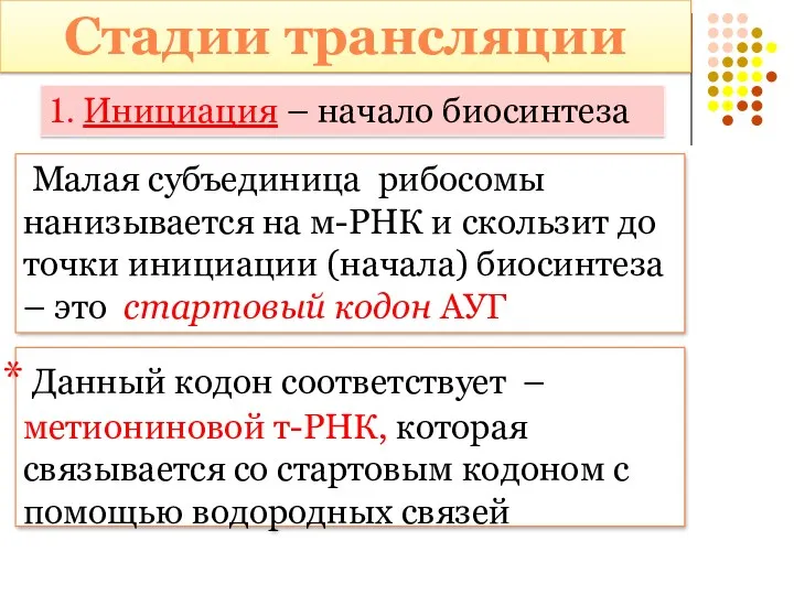 1. Инициация – начало биосинтеза Малая субъединица рибосомы нанизывается на