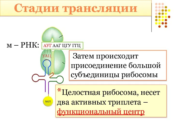 Стадии трансляции м – РНК: АУГ ААГ ЦГУ ГГЦ Затем