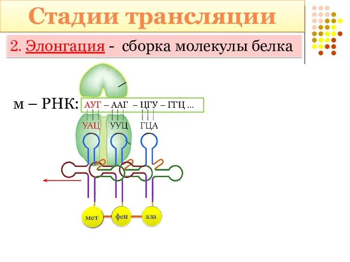 Стадии трансляции м – РНК: АУГ – ААГ – ЦГУ