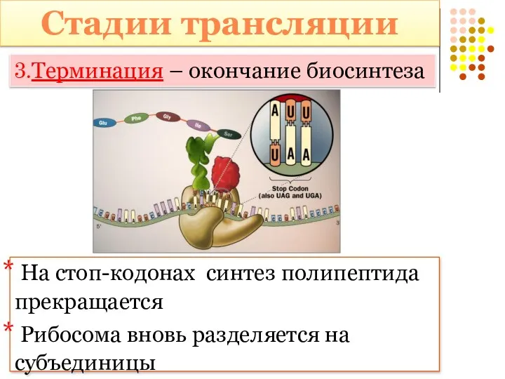 Стадии трансляции 3.Терминация – окончание биосинтеза На стоп-кодонах синтез полипептида прекращается Рибосома вновь разделяется на субъединицы