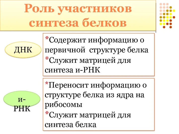 ДНК *Содержит информацию о первичной структуре белка *Служит матрицей для