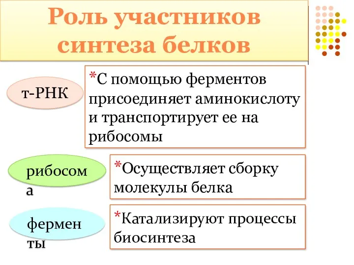 т-РНК *С помощью ферментов присоединяет аминокислоту и транспортирует ее на