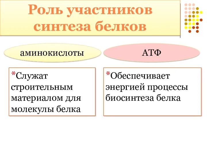 аминокислоты *Служат строительным материалом для молекулы белка АТФ *Обеспечивает энергией