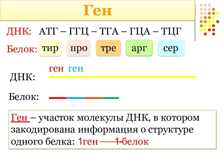 ДНК: АТГ – ГГЦ – ТГА – ГЦА – ТЦГ