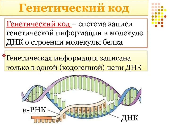 Генетический код – система записи генетической информации в молекуле ДНК