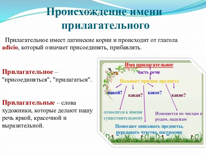 Происхождение имени прилагательного Прилагательное имеет латинские корни и происходит от