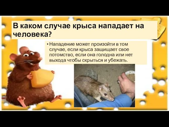 В каком случае крыса нападает на человека? Нападение может произойти