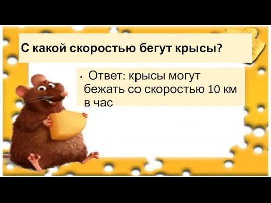 С какой скоростью бегут крысы? Ответ: крысы могут бежать со скоростью 10 км в час