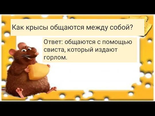 Как крысы общаются между собой? Ответ: общаются с помощью свиста, который издают горлом.