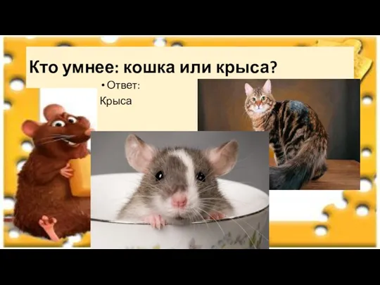 Кто умнее: кошка или крыса? Ответ: Крыса