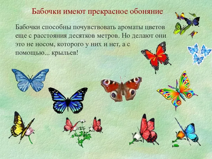 Бабочки имеют прекрасное обоняние Бабочки способны почувствовать ароматы цветов еще