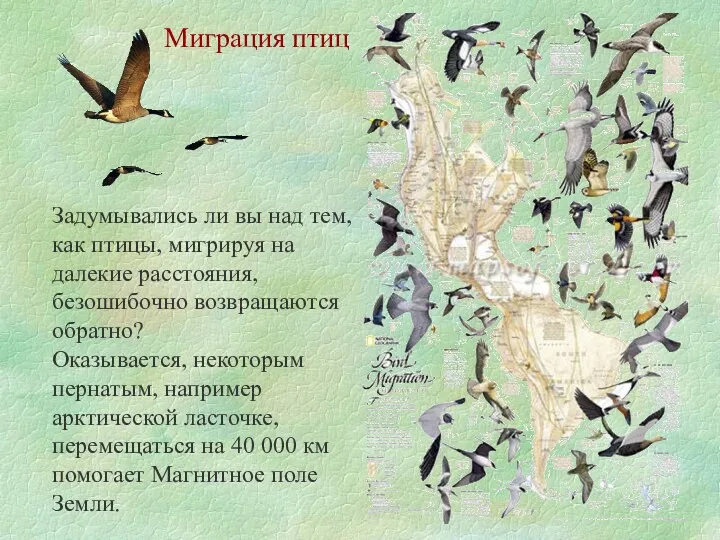 Миграция птиц Задумывались ли вы над тем, как птицы, мигрируя