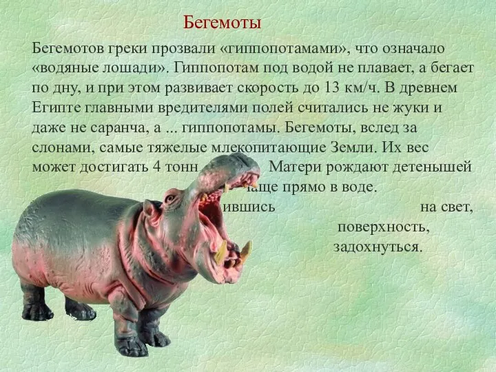 Бегемотов греки прозвали «гиппопотамами», что означало «водяные лошади». Гиппопотам под