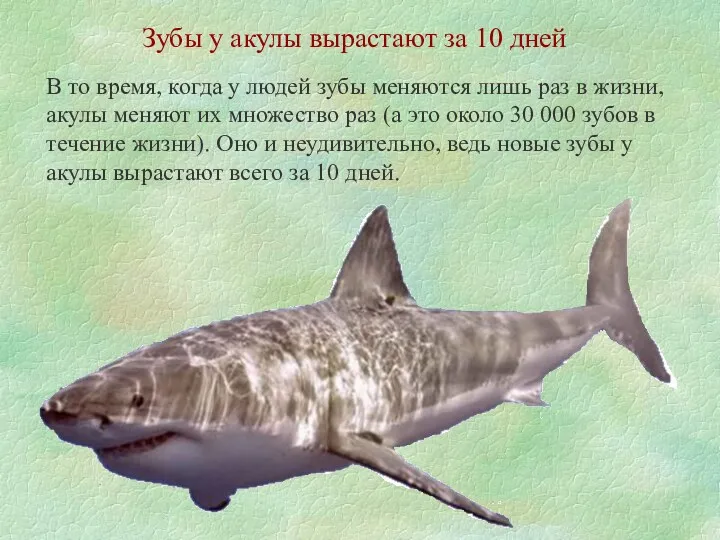 Зубы у акулы вырастают за 10 дней В то время,