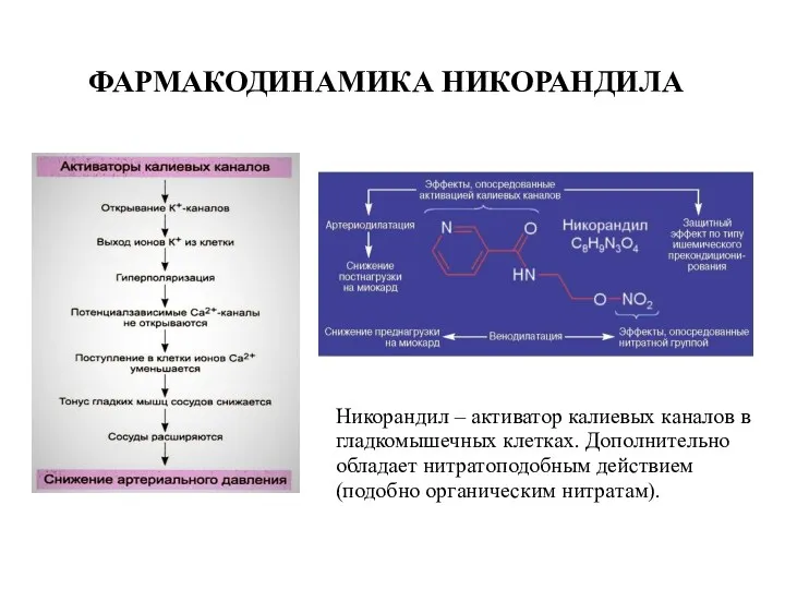 ФАРМАКОДИНАМИКА НИКОРАНДИЛА Никорандил – активатор калиевых каналов в гладкомышечных клетках.