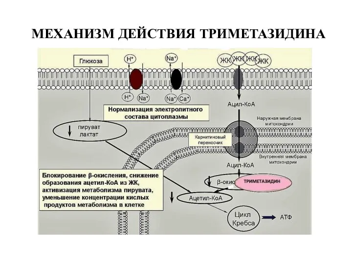 МЕХАНИЗМ ДЕЙСТВИЯ ТРИМЕТАЗИДИНА