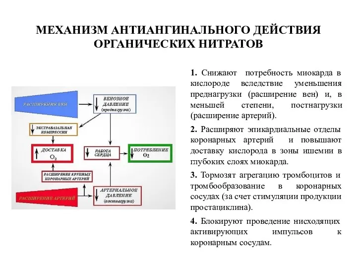 МЕХАНИЗМ АНТИАНГИНАЛЬНОГО ДЕЙСТВИЯ ОРГАНИЧЕСКИХ НИТРАТОВ 1. Снижают потребность миокарда в