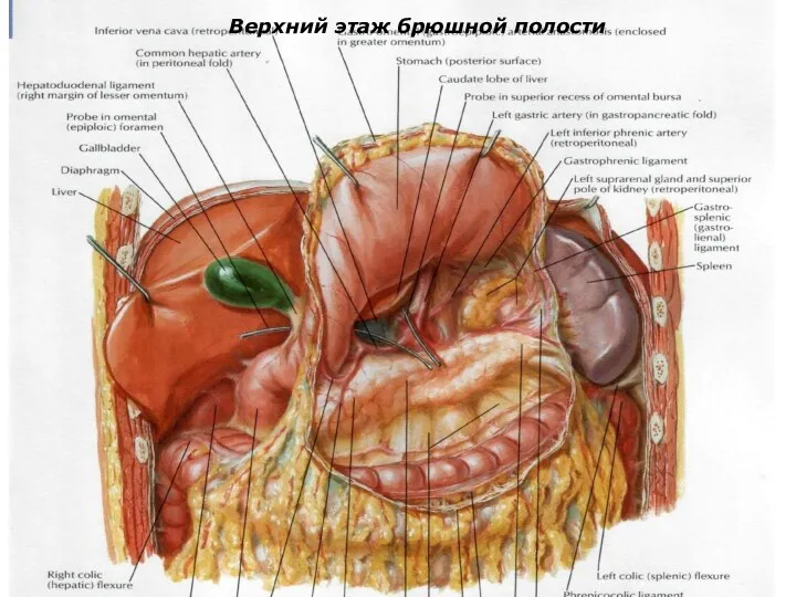 Верхний этаж брюшной полости