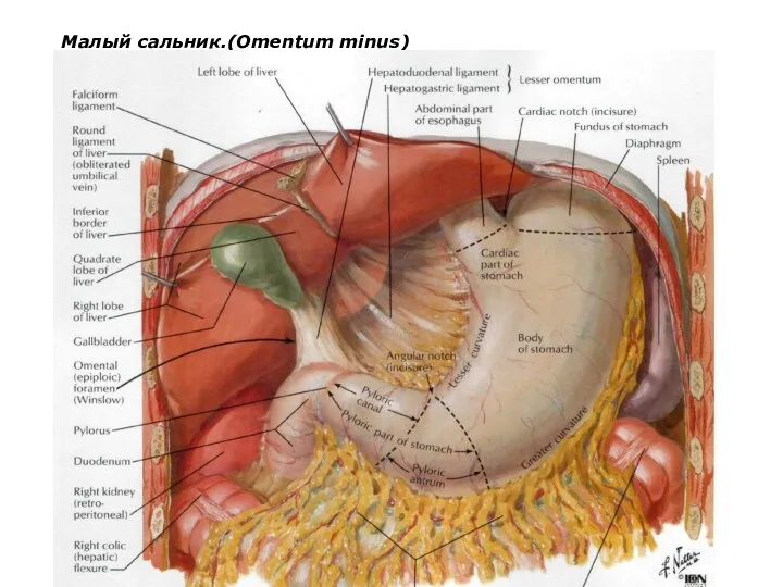 Малый сальник.(Omentum minus)