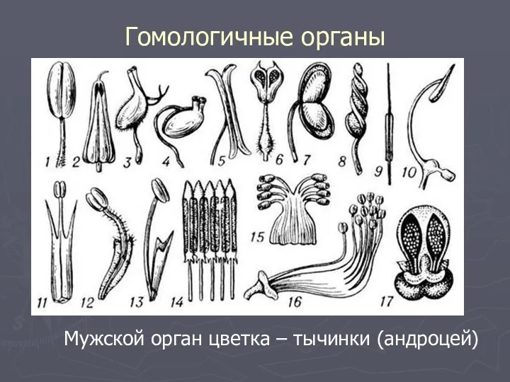 Гомологичные органы Мужской орган цветка – тычинки (андроцей)