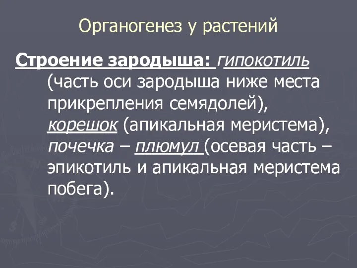 Органогенез у растений Строение зародыша: гипокотиль (часть оси зародыша ниже