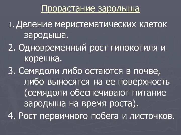 Прорастание зародыша 1. Деление меристематических клеток зародыша. 2. Одновременный рост гипокотиля и корешка.