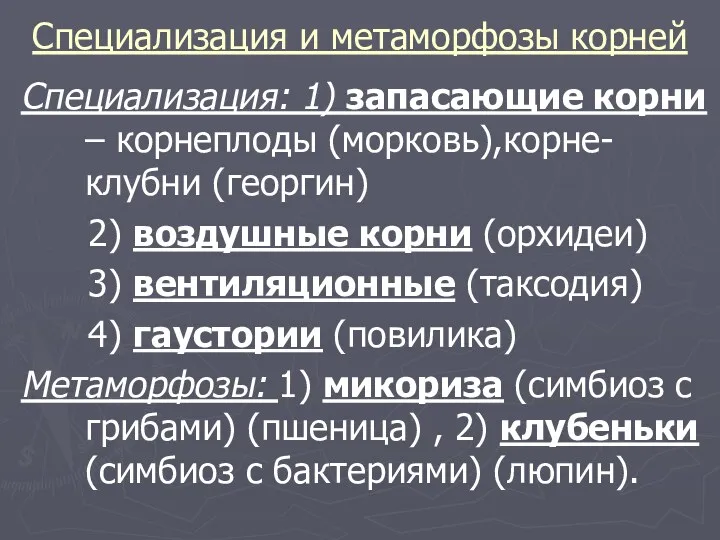 Специализация и метаморфозы корней Специализация: 1) запасающие корни – корнеплоды