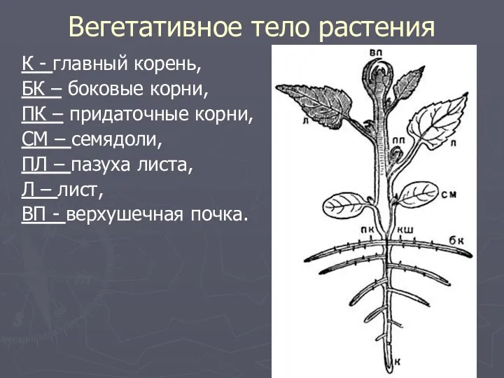 Вегетативное тело растения К - главный корень, БК – боковые корни, ПК –