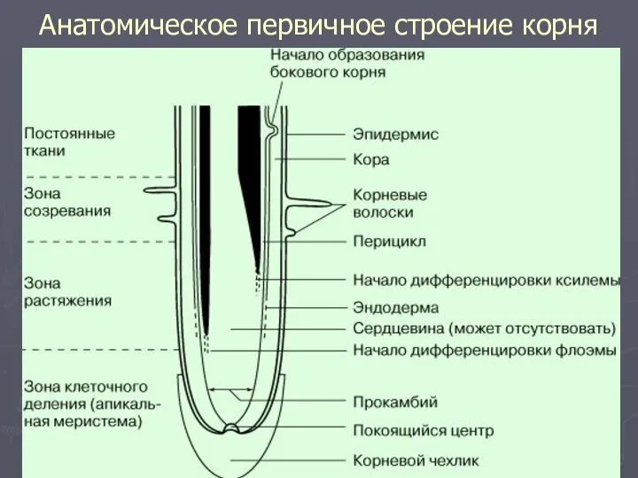 Анатомическое первичное строение корня