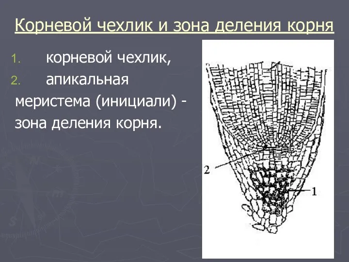 Корневой чехлик и зона деления корня корневой чехлик, апикальная меристема (инициали) - зона деления корня.