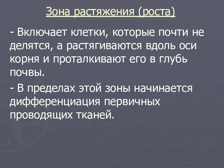 Зона растяжения (роста) - Включает клетки, которые почти не делятся, а растягиваются вдоль