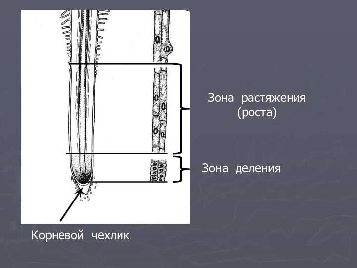 Зона растяжения (роста) Зона деления Корневой чехлик