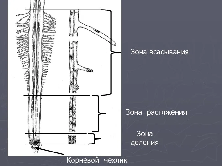 Зона всасывания Зона растяжения Зона деления Корневой чехлик