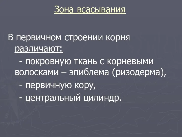 Зона всасывания В первичном строении корня различают: - покровную ткань с корневыми волосками