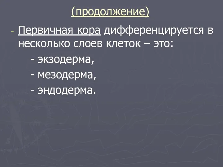 (продолжение) Первичная кора дифференцируется в несколько слоев клеток – это: - экзодерма, - мезодерма, - эндодерма.