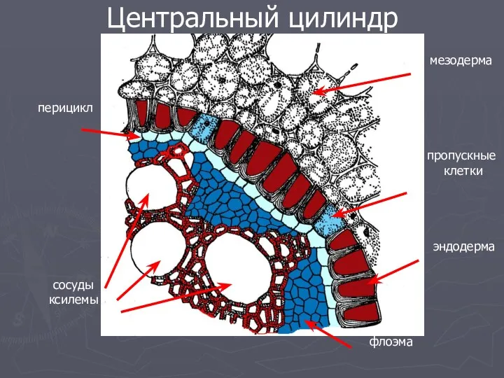 Центральный цилиндр перицикл эндодерма мезодерма сосуды ксилемы флоэма пропускные клетки