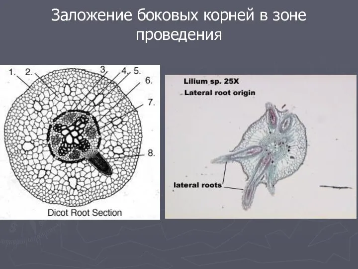 Заложение боковых корней в зоне проведения