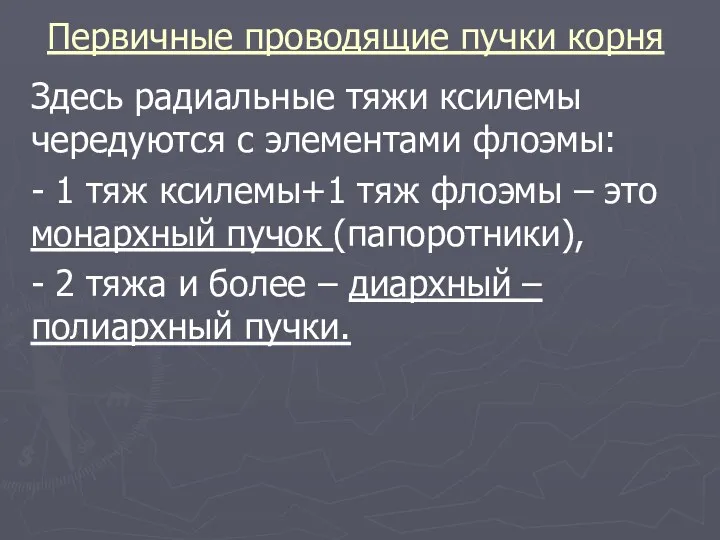 Первичные проводящие пучки корня Здесь радиальные тяжи ксилемы чередуются с