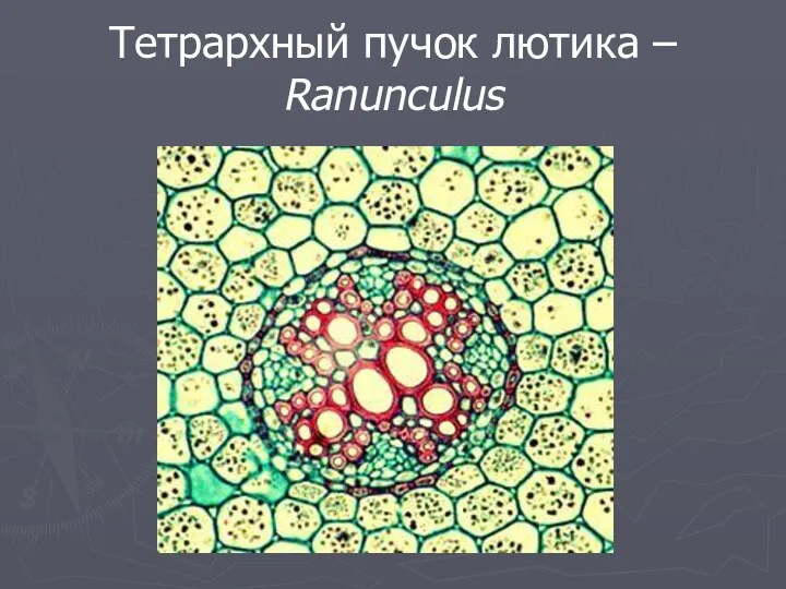 Тетрархный пучок лютика – Ranunculus