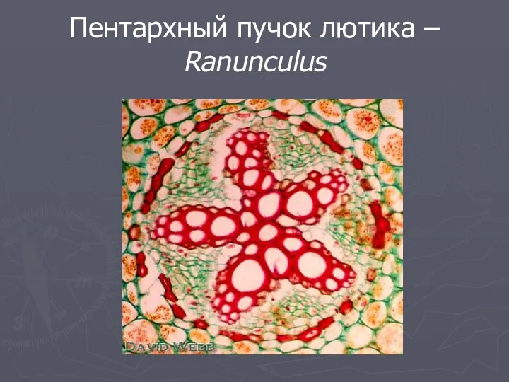 Пентархный пучок лютика – Ranunculus