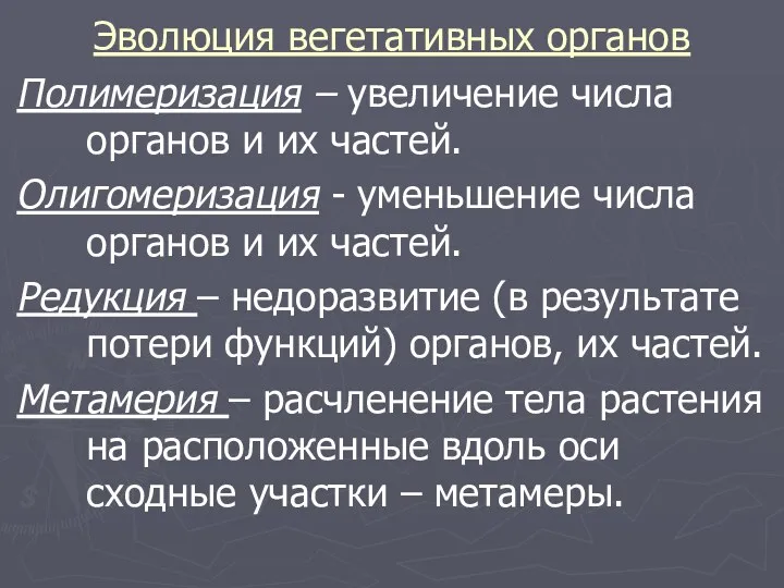 Эволюция вегетативных органов Полимеризация – увеличение числа органов и их