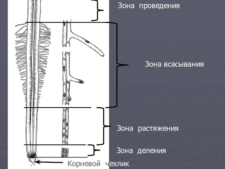 Зона всасывания Зона растяжения Зона деления Корневой чехлик Зона проведения