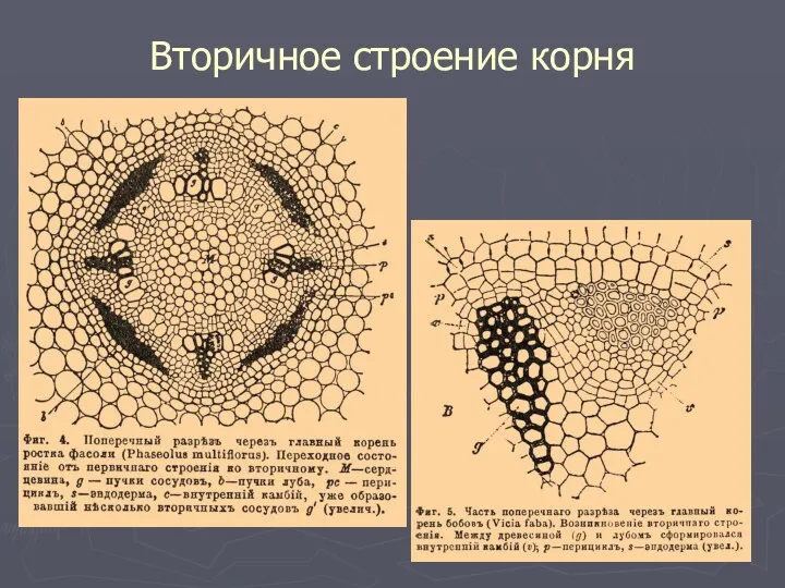 Вторичное строение корня