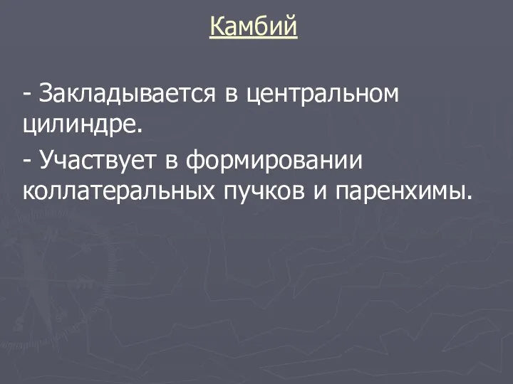 Камбий - Закладывается в центральном цилиндре. - Участвует в формировании коллатеральных пучков и паренхимы.